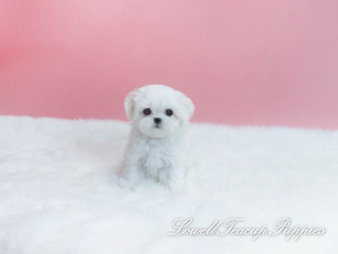 Teacup Maltese Male [Buzz] - Lowell Teacup Puppies inc