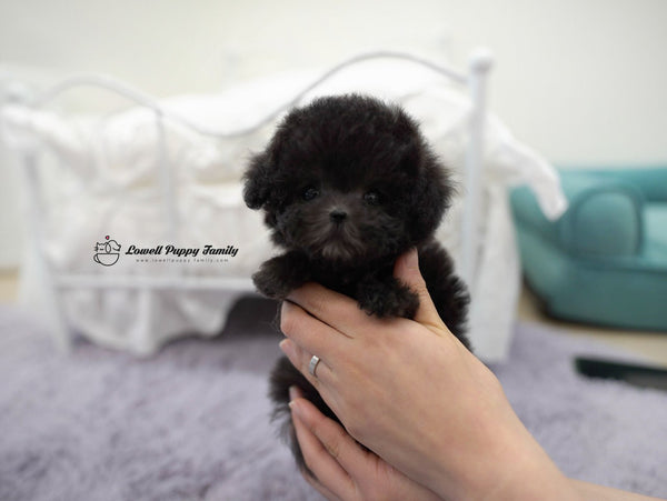 Teacup Poodle Male [Oliver] - Lowell Teacup Puppies inc