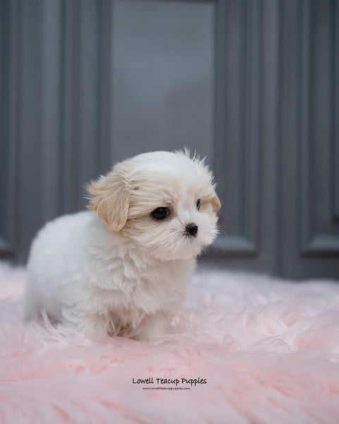 Mini Coton De Tulear Male [Austin] - Lowell Teacup Puppies inc