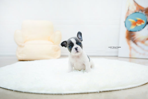 French bulldog Male [Brody] - Lowell Teacup Puppies inc