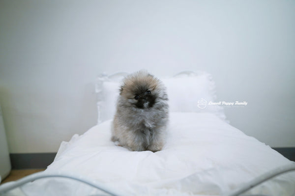 Teacup Pomeranian Female [Foufou] - Lowell Teacup Puppies inc