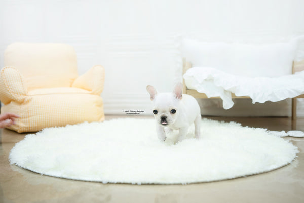 French bulldog Male [Mateo] - Lowell Teacup Puppies inc