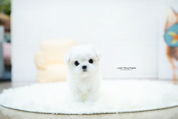 Teacup Maltese Female [Jasmine] - Lowell Teacup Puppies inc