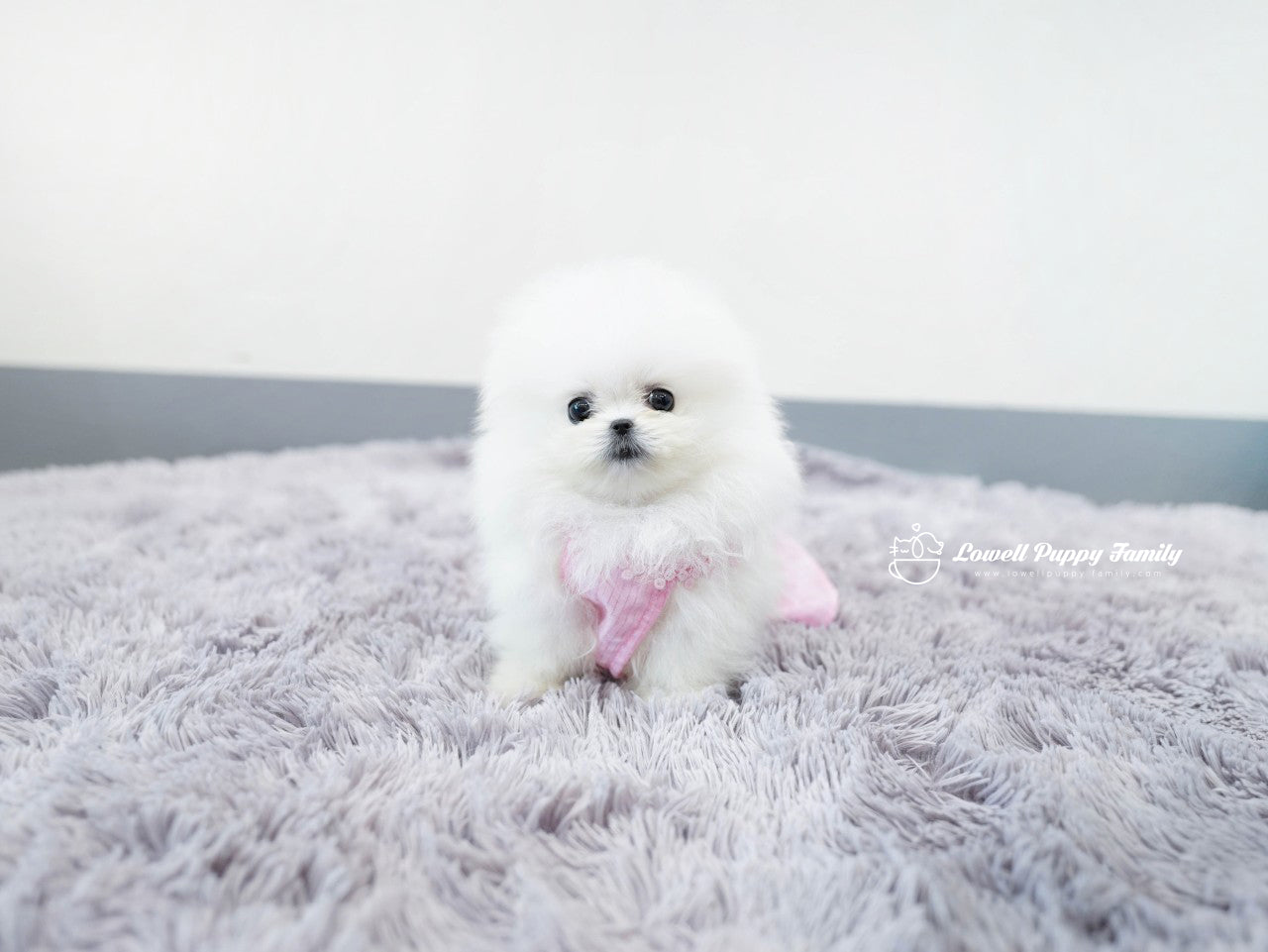 Teacup Pomeranian Male [KiKi] - Lowell Teacup Puppies inc