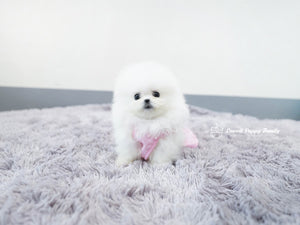Teacup Pomeranian Male [KiKi] - Lowell Teacup Puppies inc