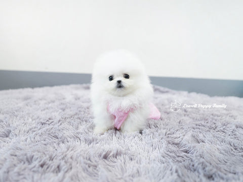 Teacup Pomeranian Male [KiKi] - Lowell Teacup Puppies inc