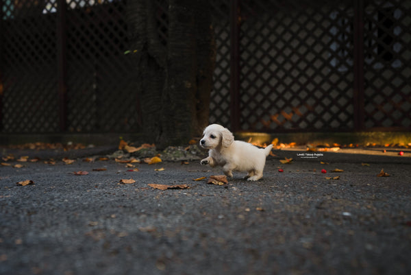 Teacup Dachshund Female [Lily] - Lowell Teacup Puppies inc