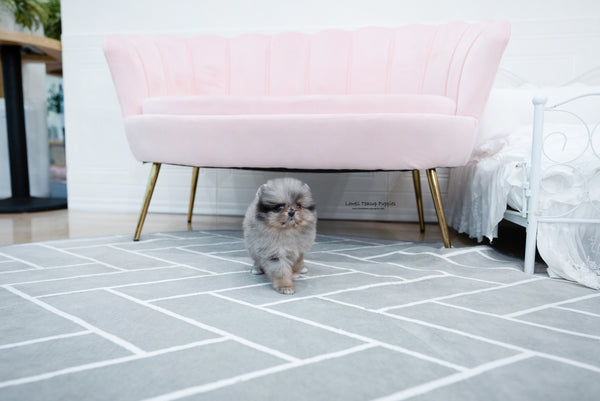 Teacup Pomeranian Female [Jennet] - Lowell Teacup Puppies inc