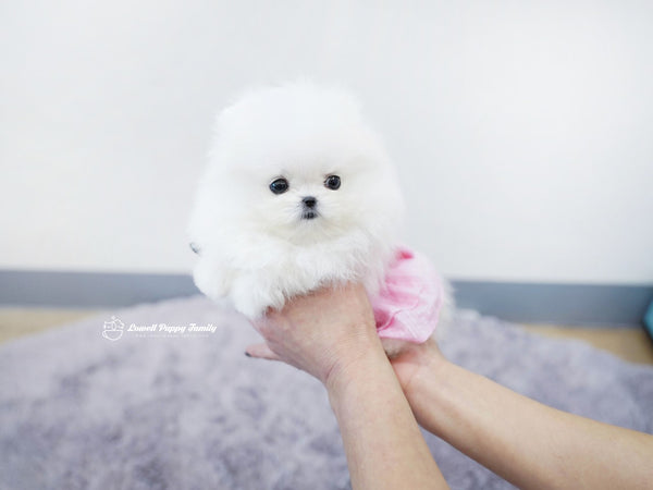 Teacup Pomeranian Male [KiKi] - Lowell Teacup Puppies inc