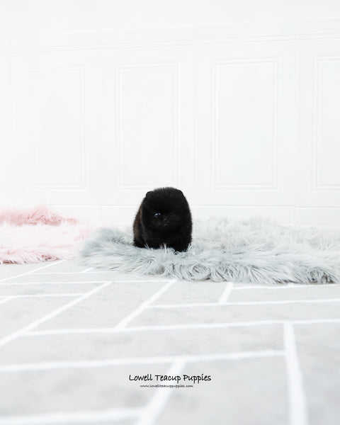 Teacup Pomeranian Female [Mika] - Lowell Teacup Puppies inc