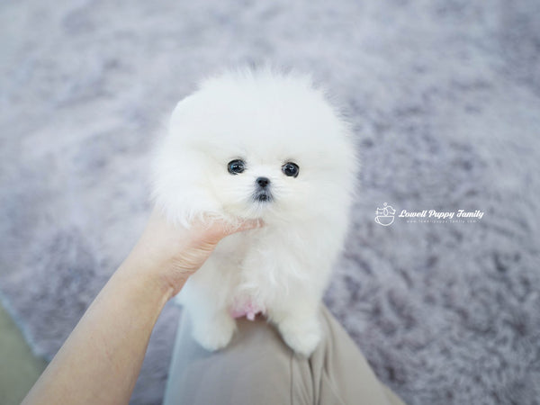 Teacup Pomeranian Male [KiKi] - Lowell Teacup Puppies inc