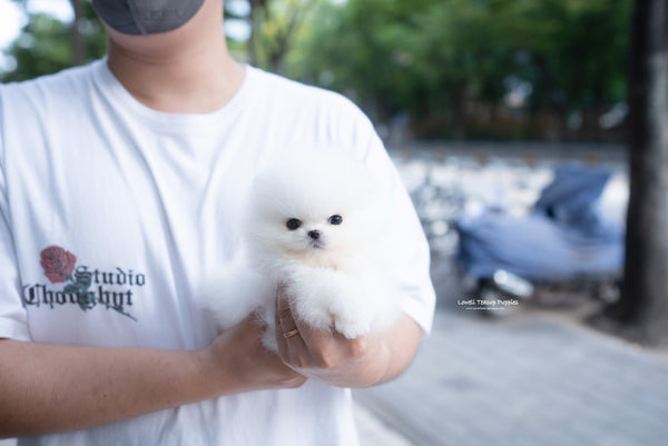 Teacup Pomeranian Female [Romy] - Lowell Teacup Puppies inc