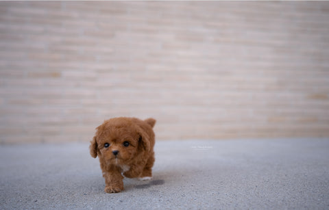 Teacup Poodle Male [Theo] - Lowell Teacup Puppies inc