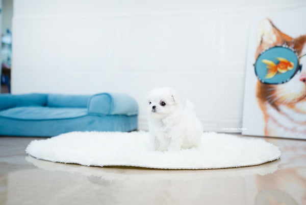 Teacup Maltese Male [Ian] - Lowell Teacup Puppies inc