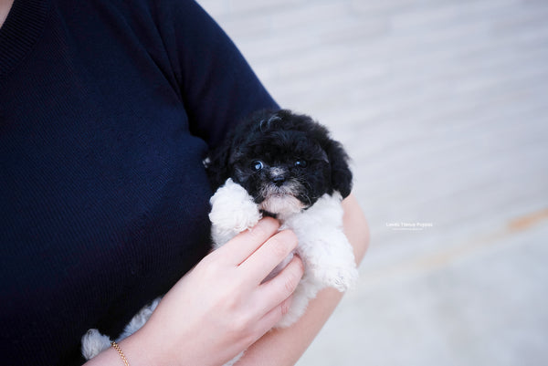 Teacup Poodle Male [Rory] - Lowell Teacup Puppies inc