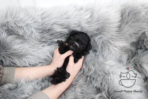 Teacup Poodle Female [Rose] - Lowell Teacup Puppies inc