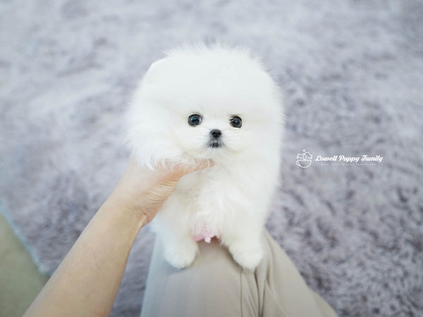 Teacup Pomeranian Male [KiKi] - Lowell Teacup Puppies inc