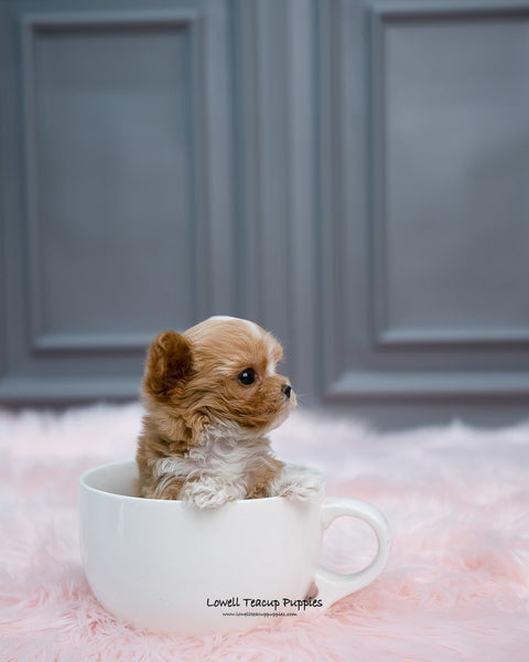 Teacup Maltipoo Male [Louis] - Lowell Teacup Puppies inc