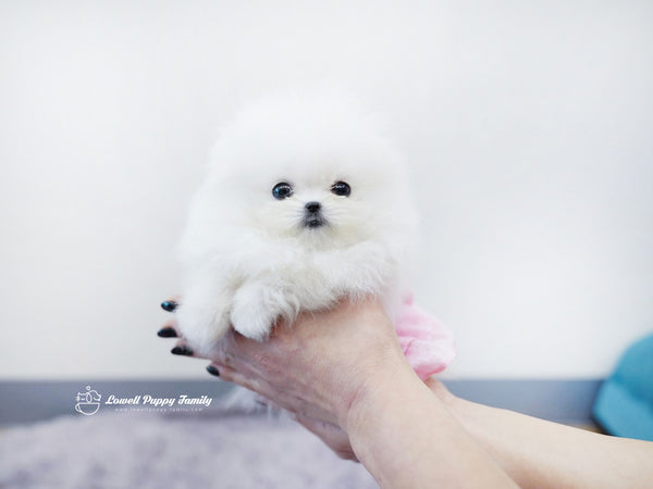 Teacup Pomeranian Male [KiKi] - Lowell Teacup Puppies inc