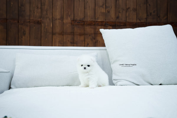 Teacup Pomeranian Male [Max] - Lowell Teacup Puppies inc