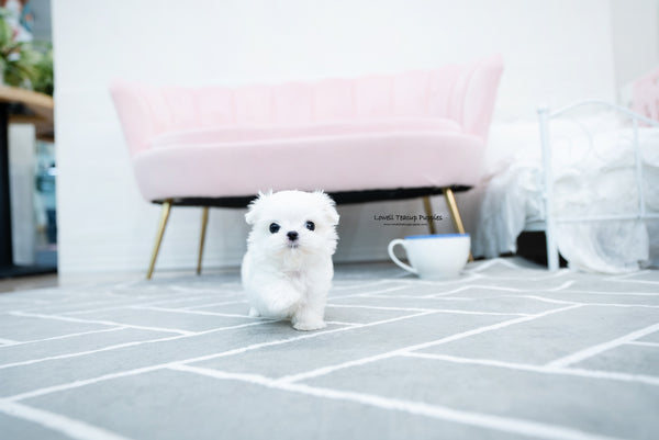 Teacup Maltese Male [Tayo] - Lowell Teacup Puppies inc