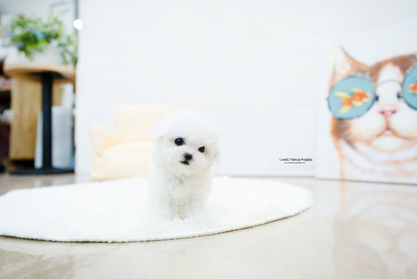 Teacup Bichon frise Female [Nemo] - Lowell Teacup Puppies inc