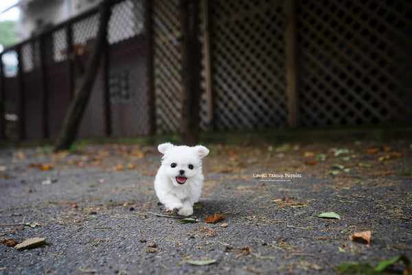 Teacup Maltese Male [Dan] - Lowell Teacup Puppies inc