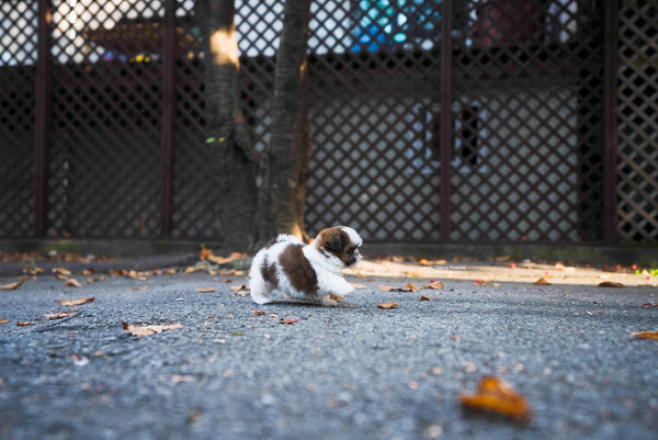 Teacup Shihtzu Female [Maya] - Lowell Teacup Puppies inc