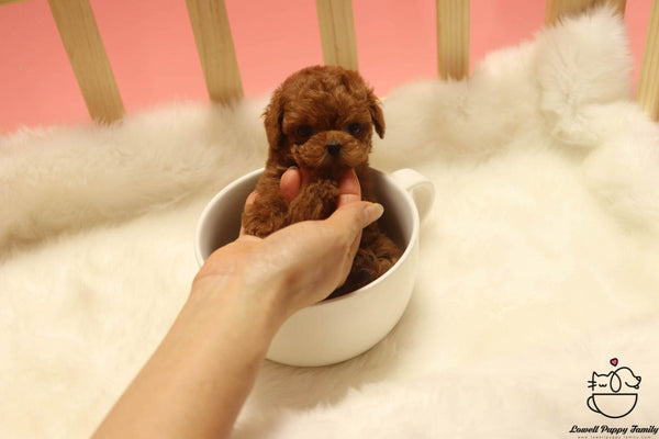 Teacup Maltipoo Female [Bobo] - Lowell Teacup Puppies inc