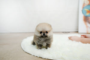 Teacup Pomeranian Female [Zona] - Lowell Teacup Puppies inc