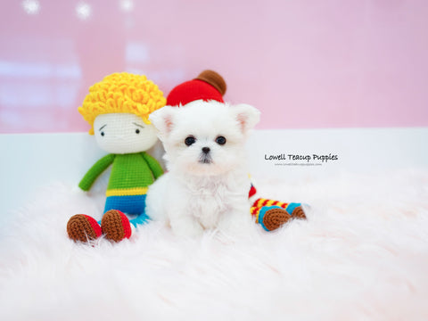 Teacup Maltese Male [Bree] - Lowell Teacup Puppies inc