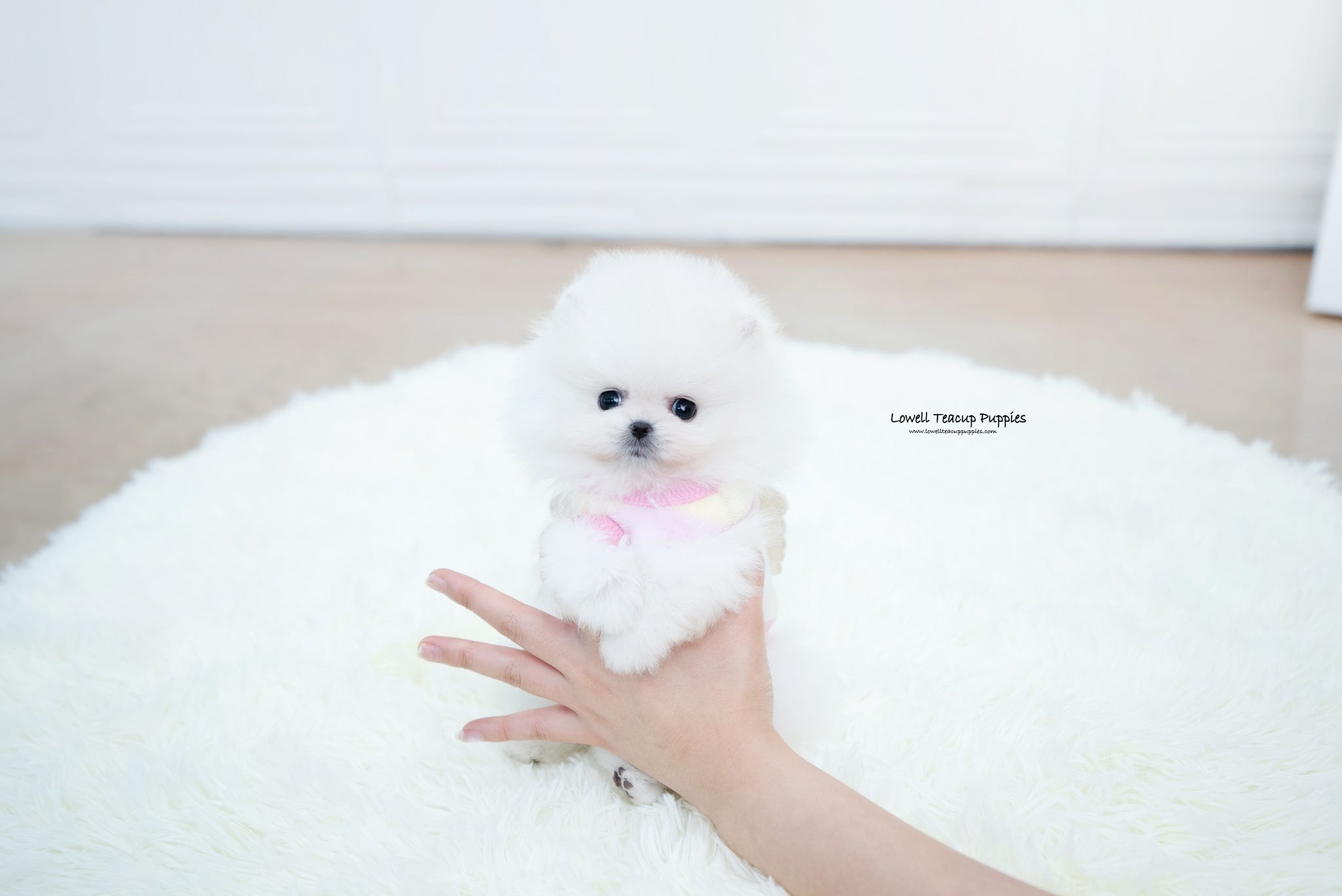 Teacup Pomeranian Male [Enzo] - Lowell Teacup Puppies inc