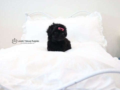 Teacup Maltipoo Female [Nana] - Lowell Teacup Puppies inc