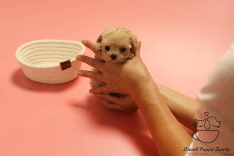 Malti poo Female [Momo] - Lowell Teacup Puppies inc
