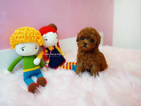 Nataly Guillen/Teacup Poodle Female [Rene]