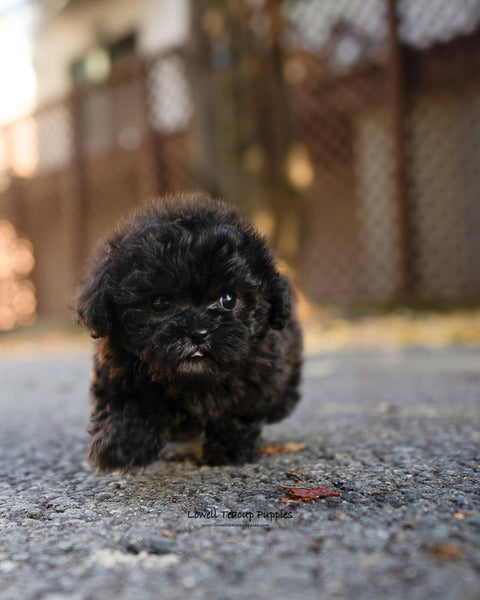 Teacup Poodle Male [Lon] - Lowell Teacup Puppies inc