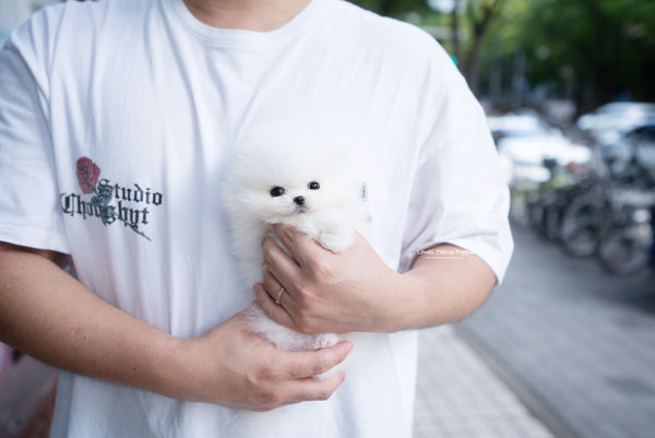 Teacup Pomeranian Female [Romy] - Lowell Teacup Puppies inc