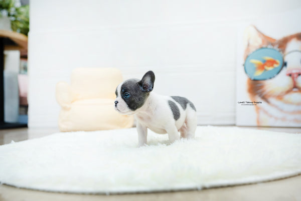 French bulldog Male [Brody] - Lowell Teacup Puppies inc