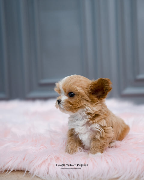 Teacup Maltipoo Male [Louis] - Lowell Teacup Puppies inc