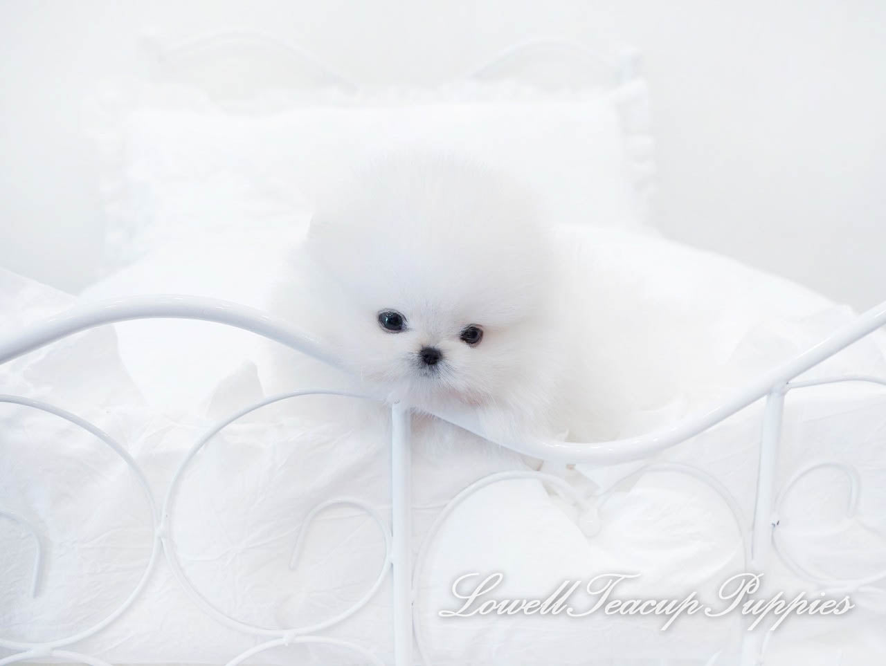 Teacup Pomeranian Male [Urus] - Lowell Teacup Puppies inc
