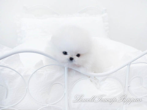 Teacup Pomeranian Male [Urus] - Lowell Teacup Puppies inc