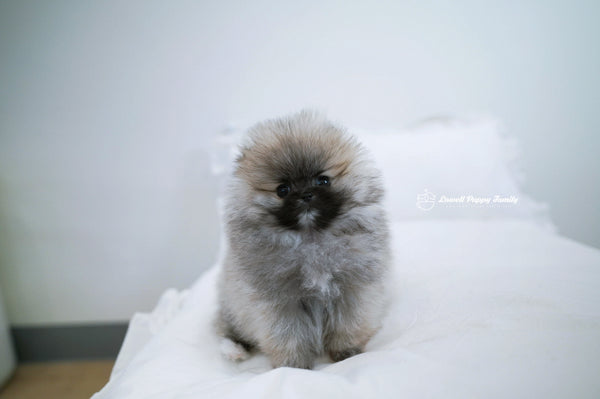 Teacup Pomeranian Female [Foufou] - Lowell Teacup Puppies inc