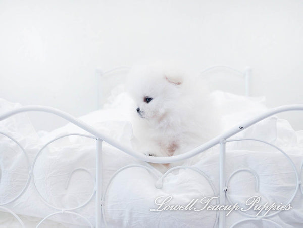 Teacup Pomeranian Male [Urus] - Lowell Teacup Puppies inc