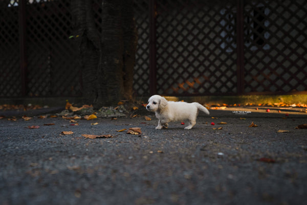 Teacup Dachshund Female [Lily] - Lowell Teacup Puppies inc