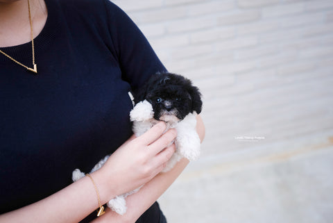 Teacup Poodle Male [Rory] - Lowell Teacup Puppies inc
