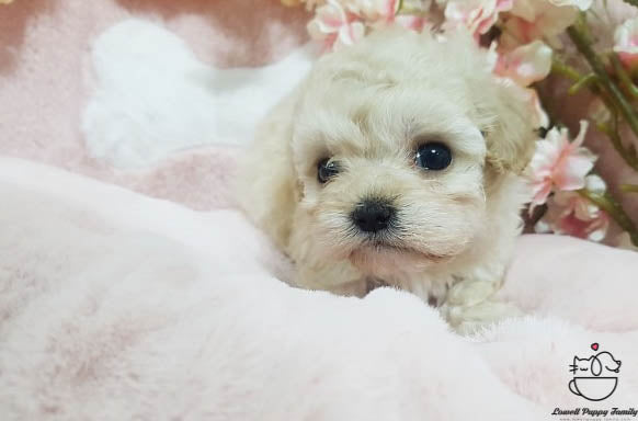 Teacup Maltipoo Female [Erica] - Lowell Teacup Puppies inc