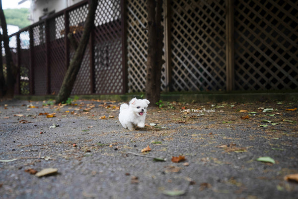 Teacup Maltese Male [Dan] - Lowell Teacup Puppies inc