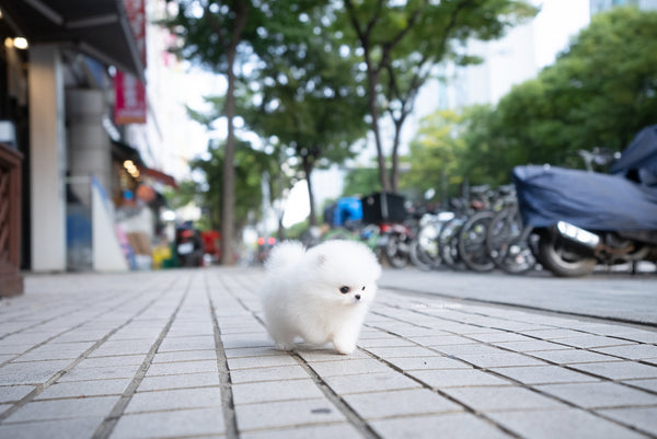 Teacup Pomeranian Female [Romy] - Lowell Teacup Puppies inc