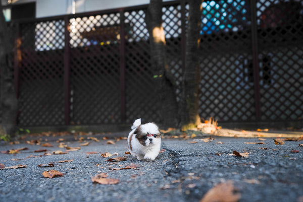 Teacup Shihtzu Female [Maya] - Lowell Teacup Puppies inc