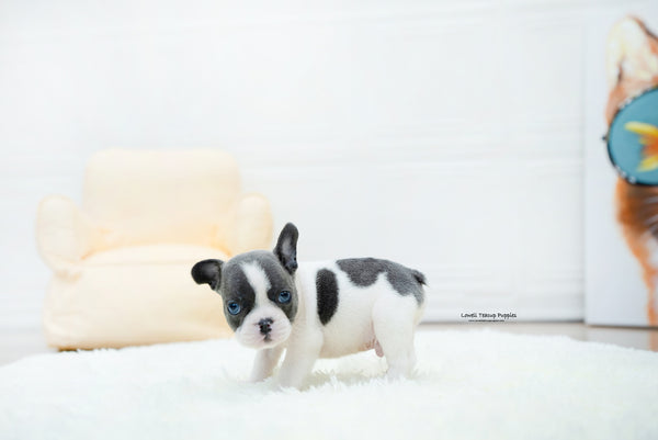 French bulldog Male [Brody] - Lowell Teacup Puppies inc